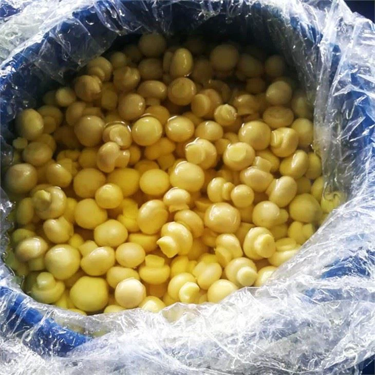 Mushroom Agaricus In Conserve (3)