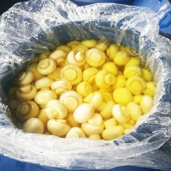 Bolet conservat al tambor